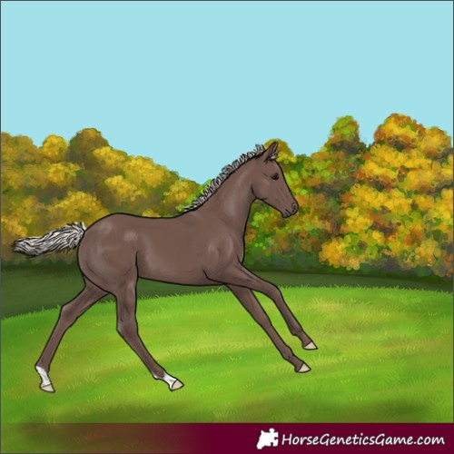 Horse Color:Silver Black