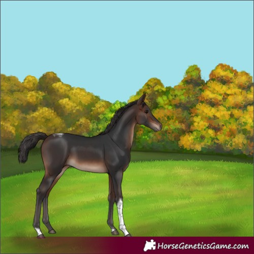 Horse Color:Brown Tobiano Rabicano