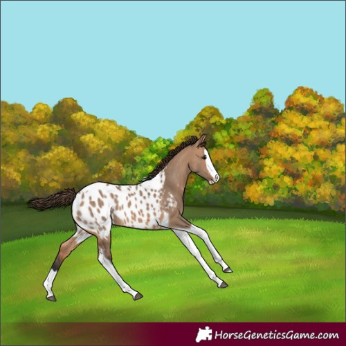 Horse Color:Bay Dun Splash Tobiano Blanket 