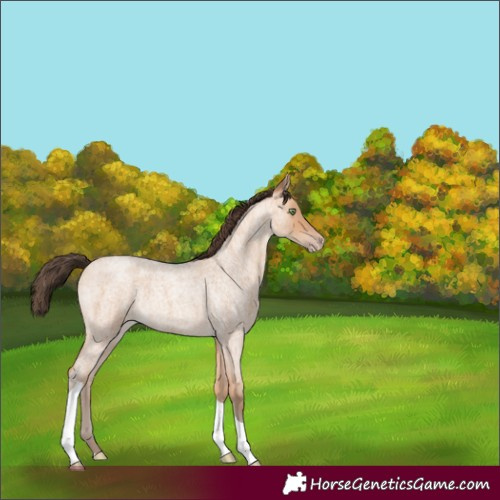 Horse Color:Amber Champagne Roan Tobiano Rabicano 