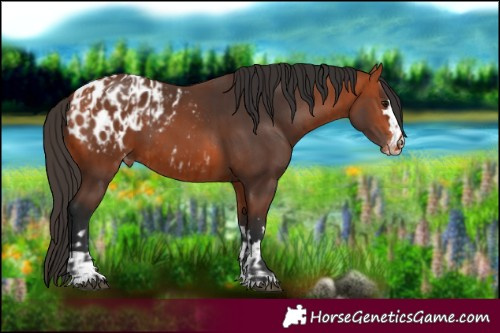 Horse Color:Unknown 