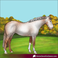 Horse Color:Gray Gold Champagne Tobiano 