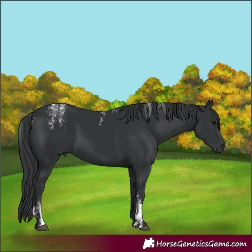 Horse Color:Powder White Black 