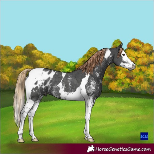 Horse Color:Gray Liver Chestnut Sabino Splash Tobiano Appaloosa