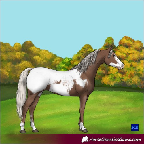 Horse Color:Silver Black Frame Snowcap 