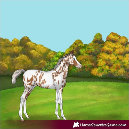 Horse Color:Gray Silver Amber Champagne Splash Tobiano Near Leopard