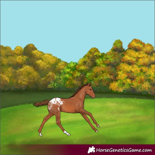 Horse Color:Chestnut Blanket 