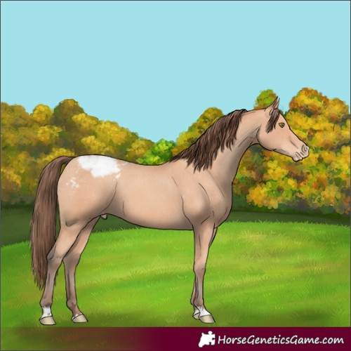 Horse Color:Amber Champagne Snowcap