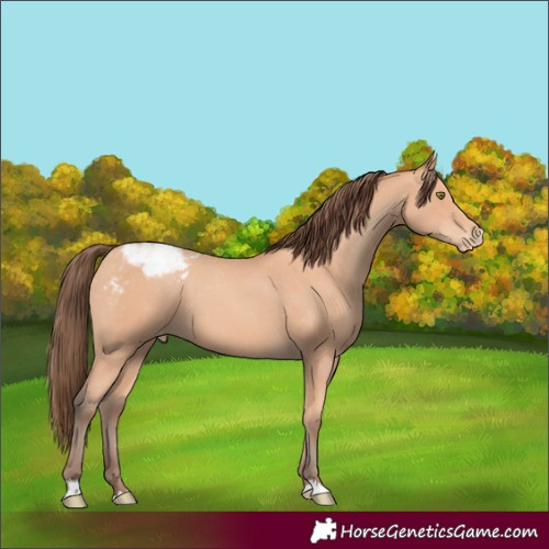 Horse Color:Amber Champagne Appaloosa 