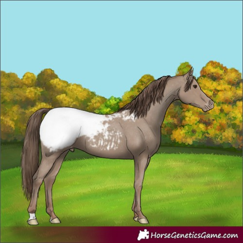 Horse Color:Classic Champagne Appaloosa 