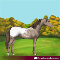 Horse Color:Classic Champagne Appaloosa