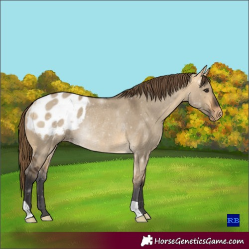 Horse Color:Buckskin Dun Blanket Rabicano