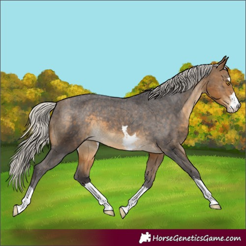 Horse Color:Silver Buckskin Varnish 