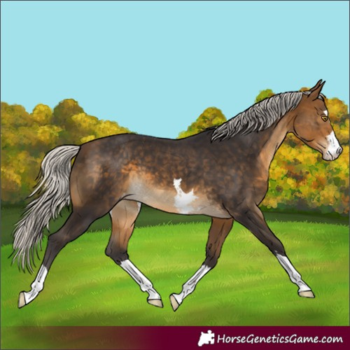Horse Color:Silver Buckskin Appaloosa 