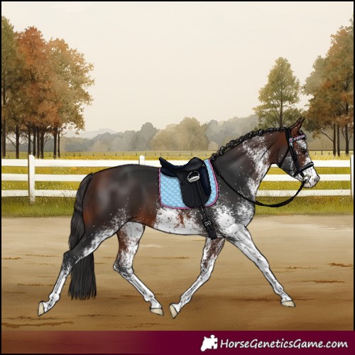 Horse Color:White Spotted Bay 