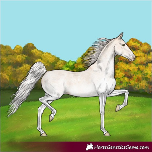 Horse Color:White Spotted Silver Sable Champagne Dun 