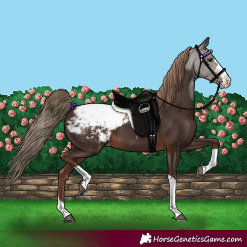 Horse Color:Liver Chestnut Sabino Tobiano Snowcap