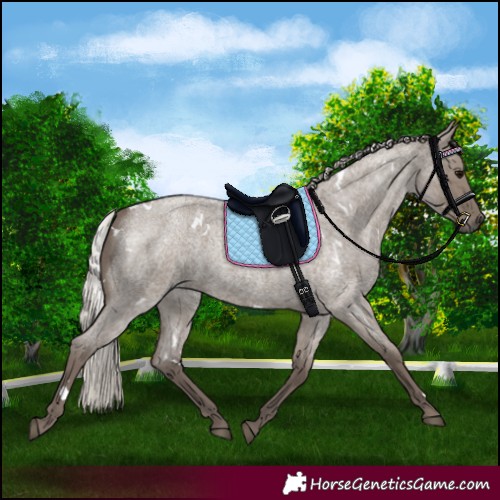 Horse Color:White Spotted Silver Grullo Roan Rabicano