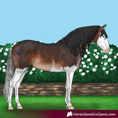 Horse Color:Bay Sabino Splash 