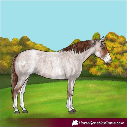 Horse Color:White Spotted Red Roan Rabicano 