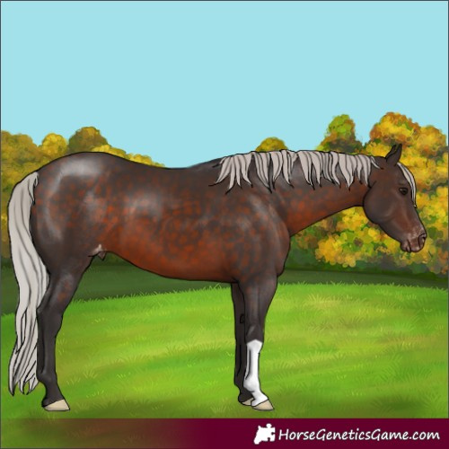 Horse Color:Silver Brown Varnish 