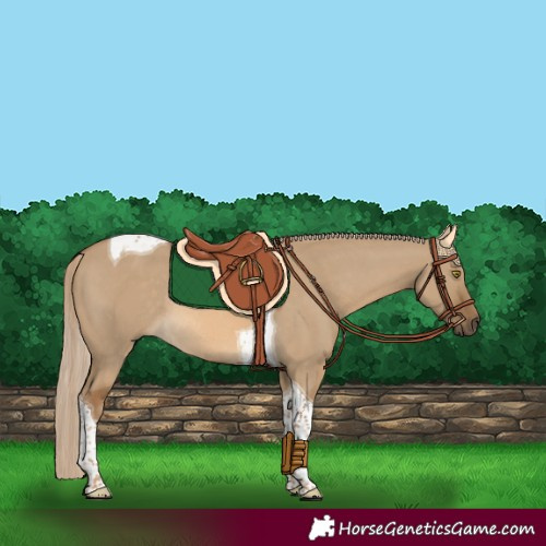 Horse Color:Chocolate Palomino Dun Tobiano Rabicano