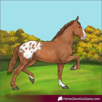 Horse Color:Chestnut Splash Blanket 