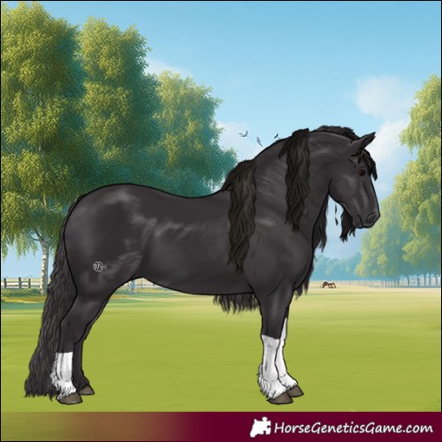 Horse Color:Smoky Black Tobiano 