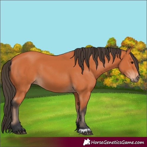 Horse Color:Bay 