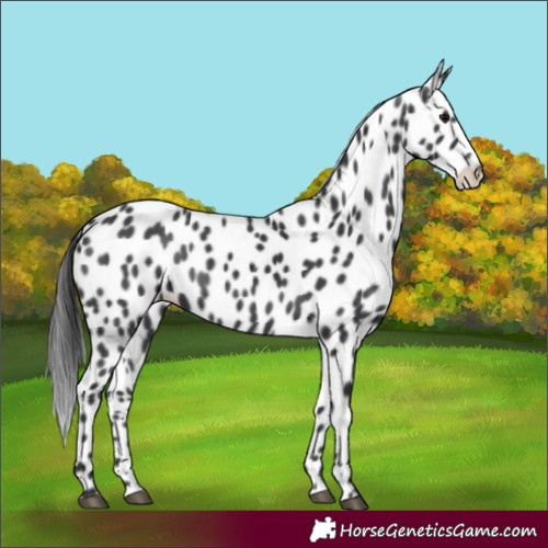 Horse Color:Black Appaloosa Rabicano 
