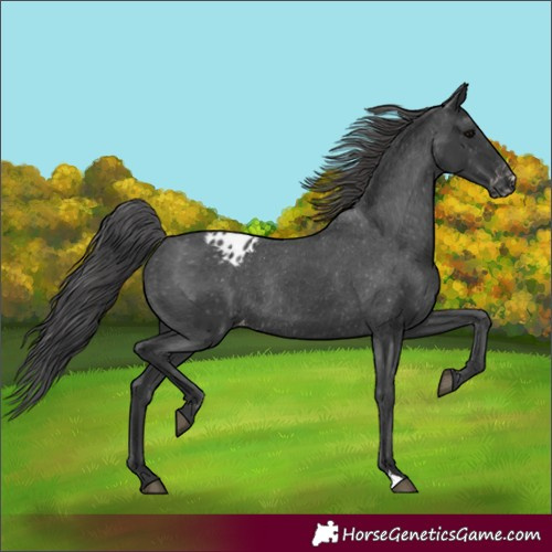 Horse Color:Black Appaloosa Rabicano