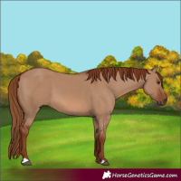 Horse Color:Red Dun 