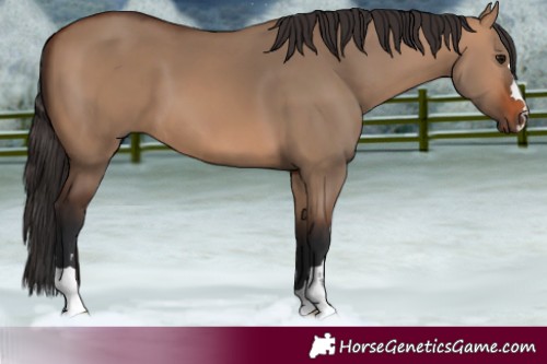 Horse Color:Bay Dun 