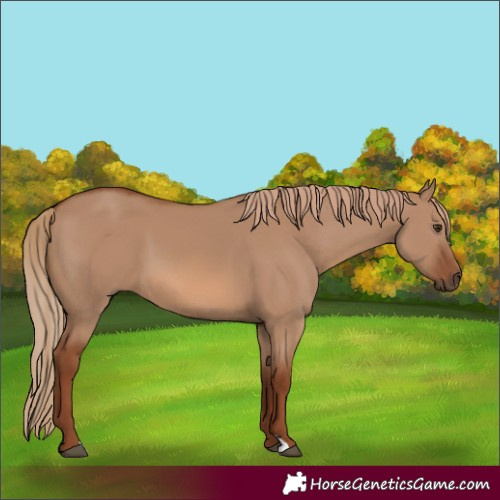 Horse Color:Red Dun 