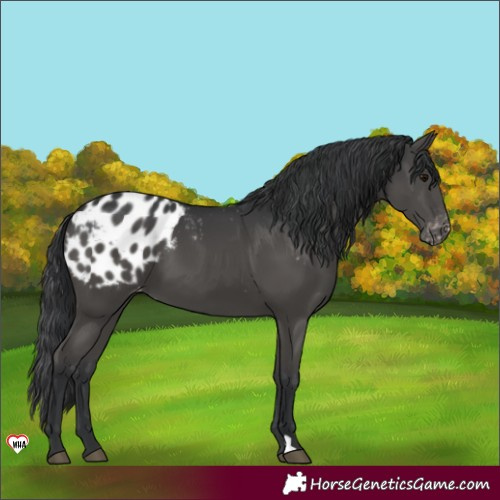 Horse Color:Black Blanket
