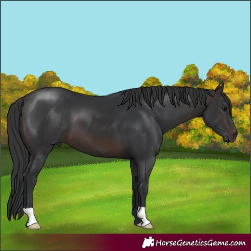 Horse Color:Brown 
