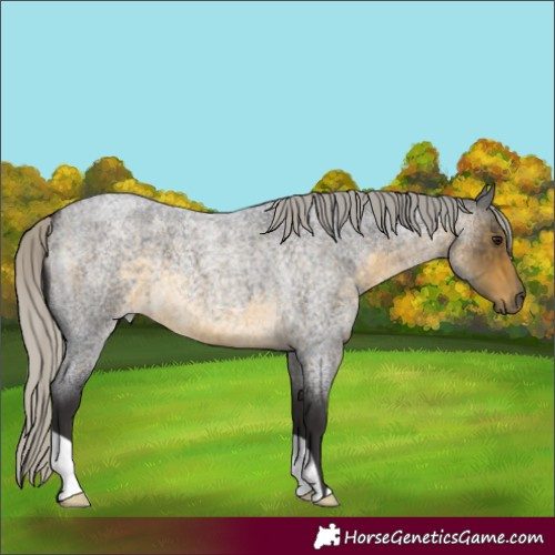 Horse Color:Silver Buckskin Roan 
