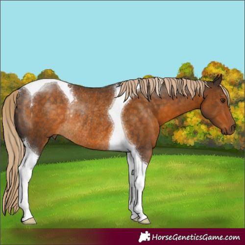 Horse Color:Chocolate Palomino Tobiano Rabicano 