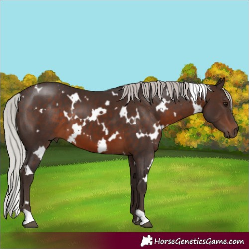 Horse Color:White Spotted Silver Brown 