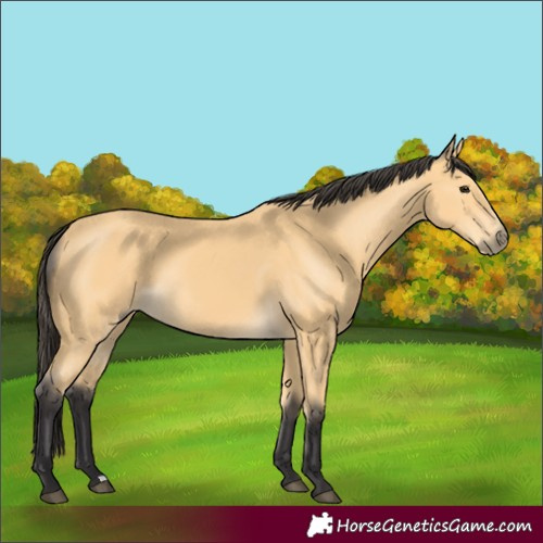 Horse Color:Buckskin