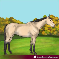 Horse Color:Buckskin 