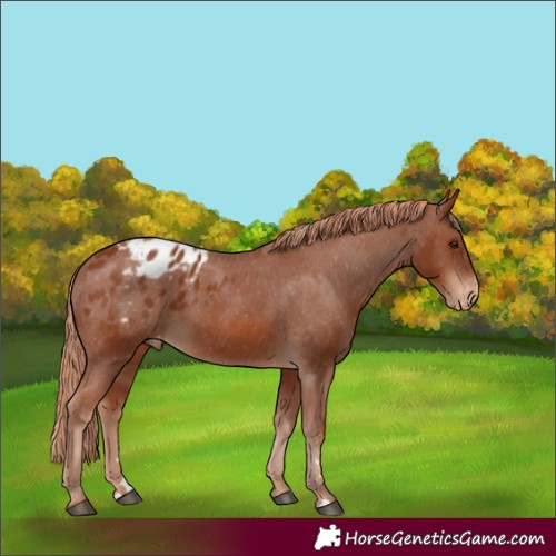 Horse Color:Chestnut Appaloosa