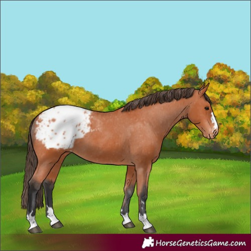 Horse Color:Bay Appaloosa