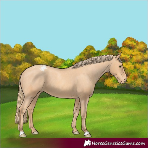 Horse Color:Gold Champagne Appaloosa