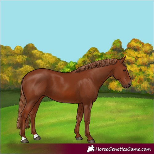 Horse Color:Chestnut 