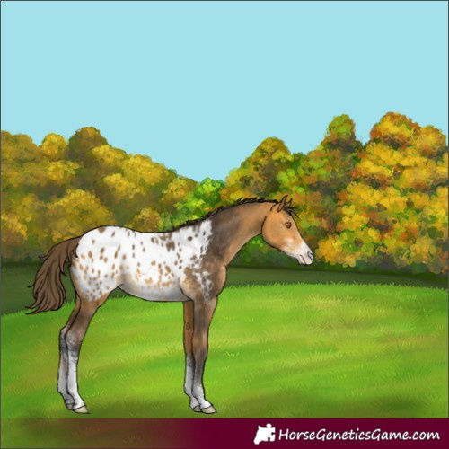 Horse Color:Buckskin Sabino Appaloosa