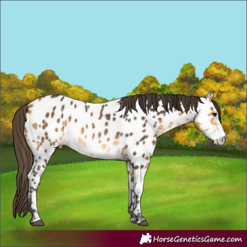 Horse Color:Buckskin Sabino Near Leopard 
