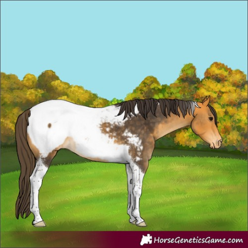 Horse Color:Buckskin Tobiano Snowcap 