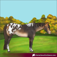 Horse Color:Buckskin Tobiano Appaloosa