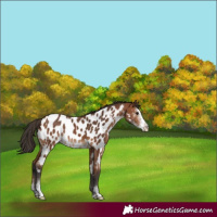Horse Color:Bay Sabino Appaloosa